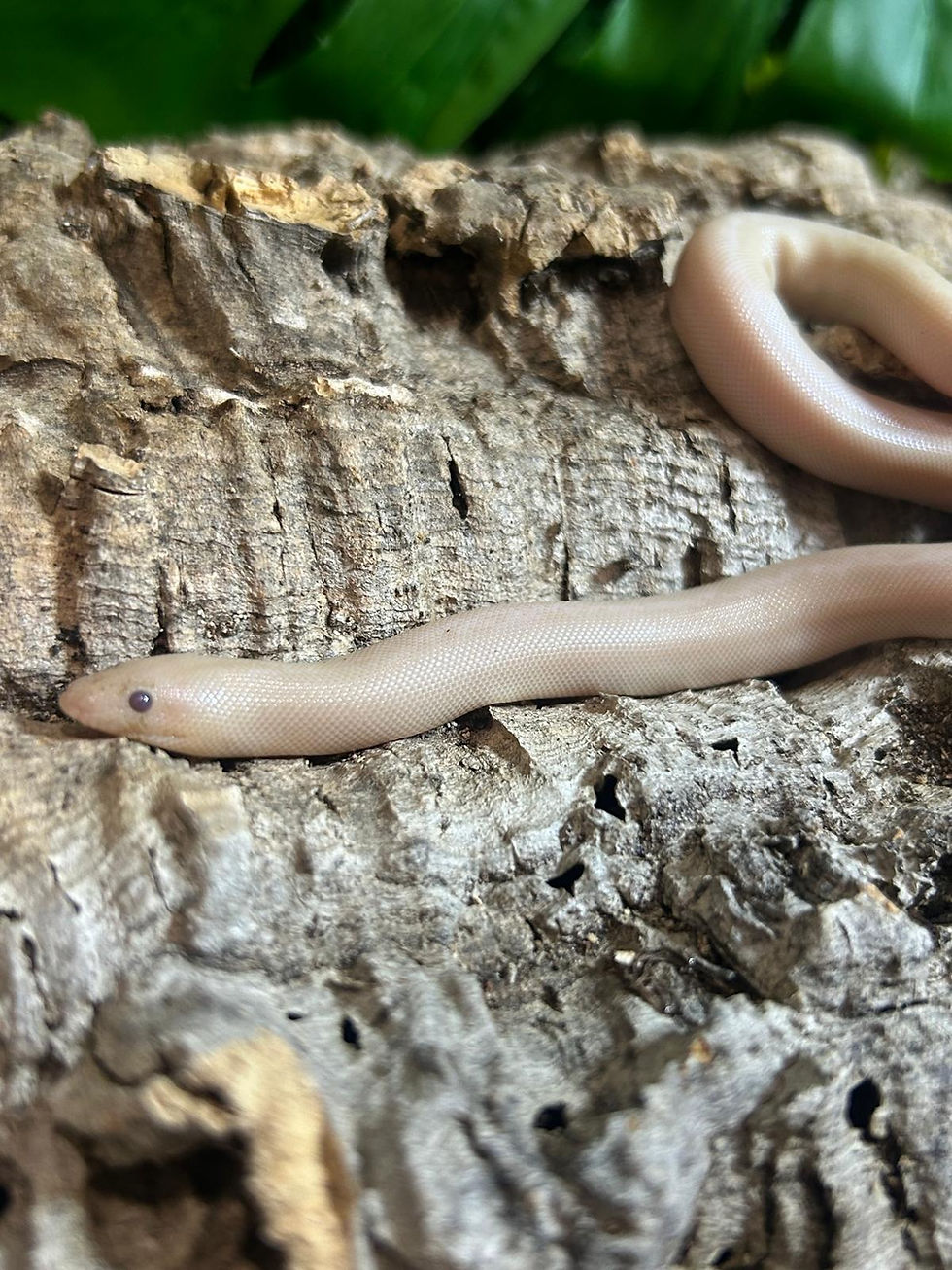 Thumbnail: Snow Stripe Sand Boa (Free Shipping over £750)