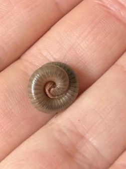 Thumbnail: Violet Millipede