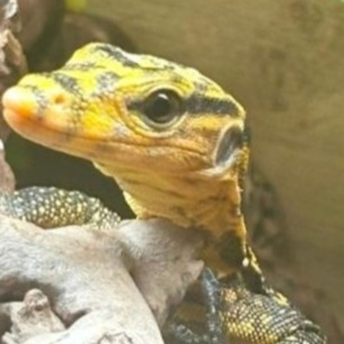 Yellow Headed Water Monitor