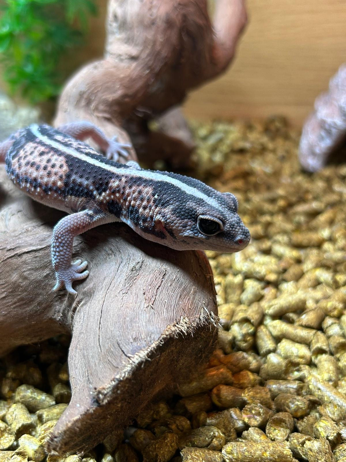 Striped Fat Tail Gecko