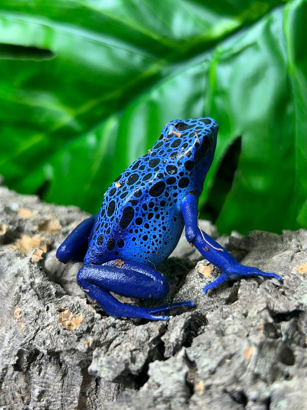 Thumbnail: Azureus Dart Frog