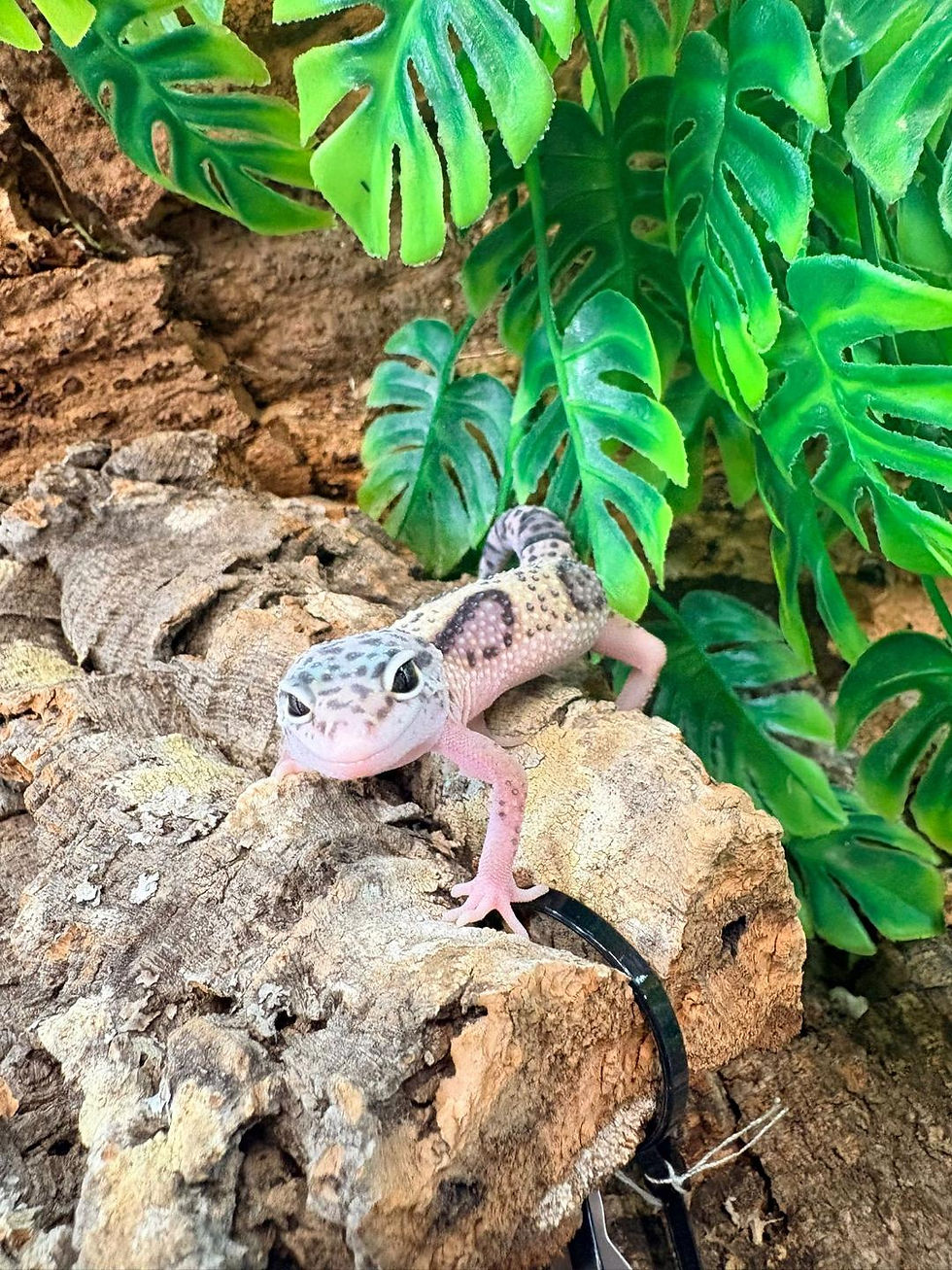 Thumbnail: Jungle Mack Snow  Leopard Gecko
