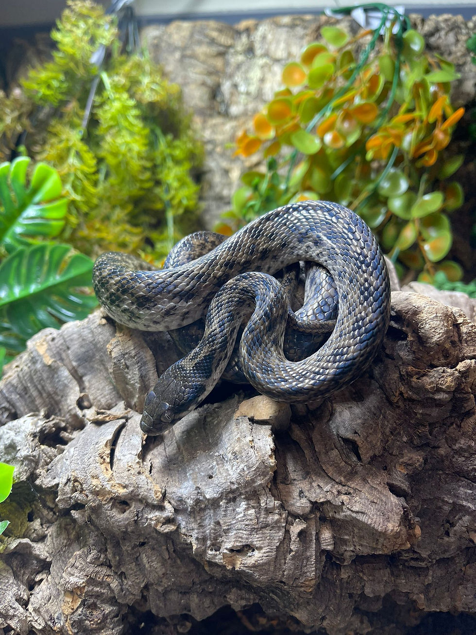 Snakes | Birmingham Reptiles and Pets | England 3/4
