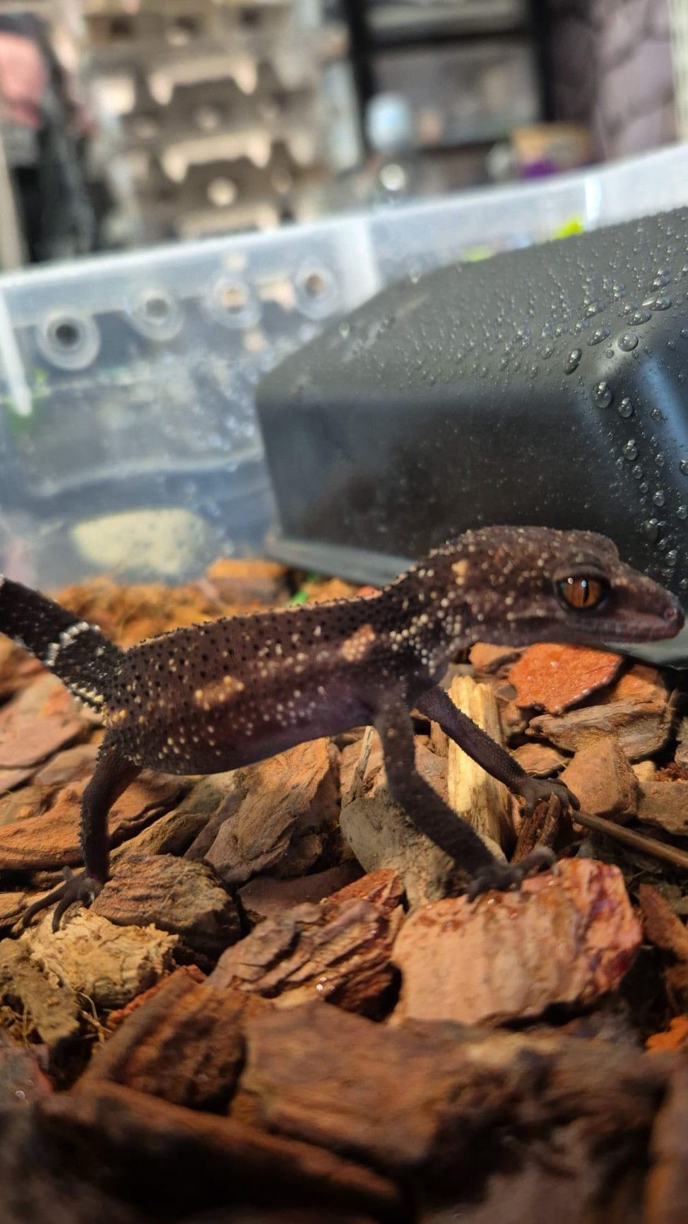Thumbnail: Japanese Cave Gecko (G. Kuroiwae)