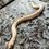 Thumbnail: Albino Conda 66% het Coral Western Hognose