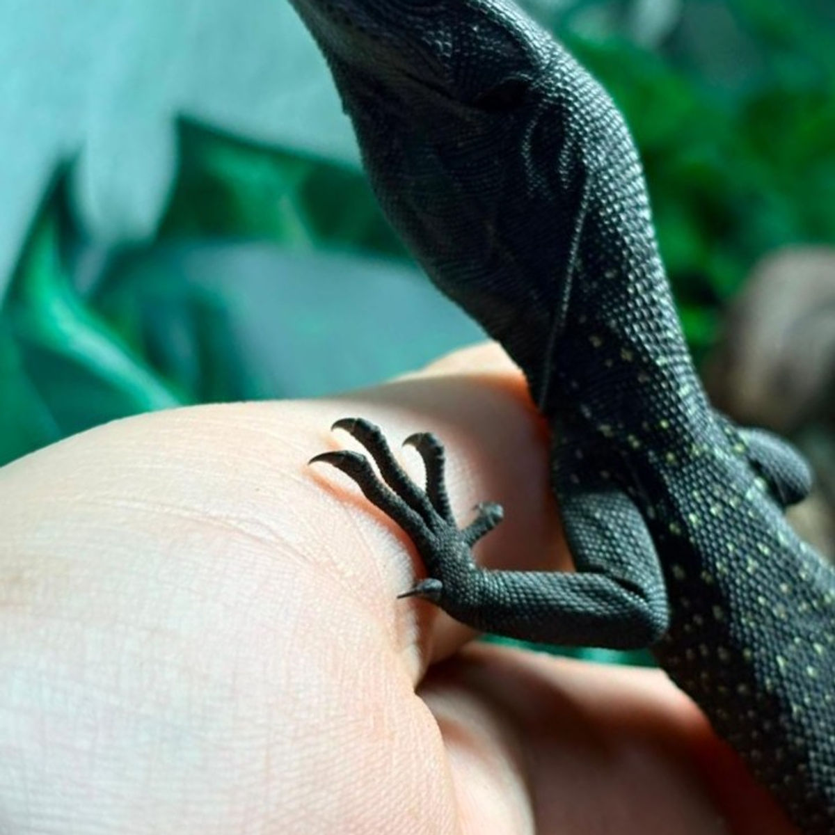 Black Tree Monitor (Varanus Beccarii)