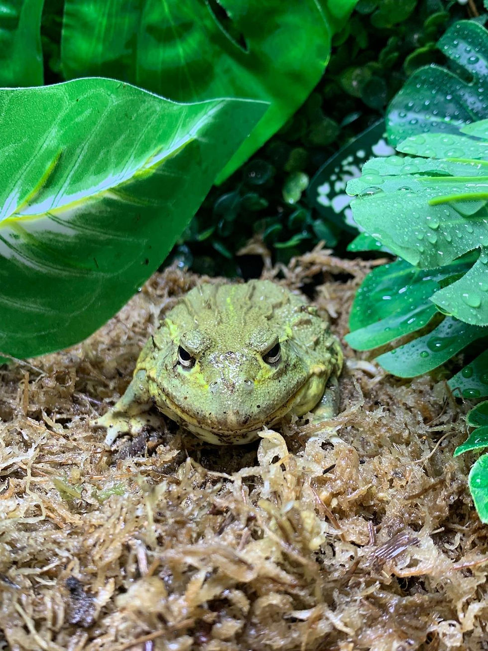 Thumbnail: Juvenile Giant African Bullfrog