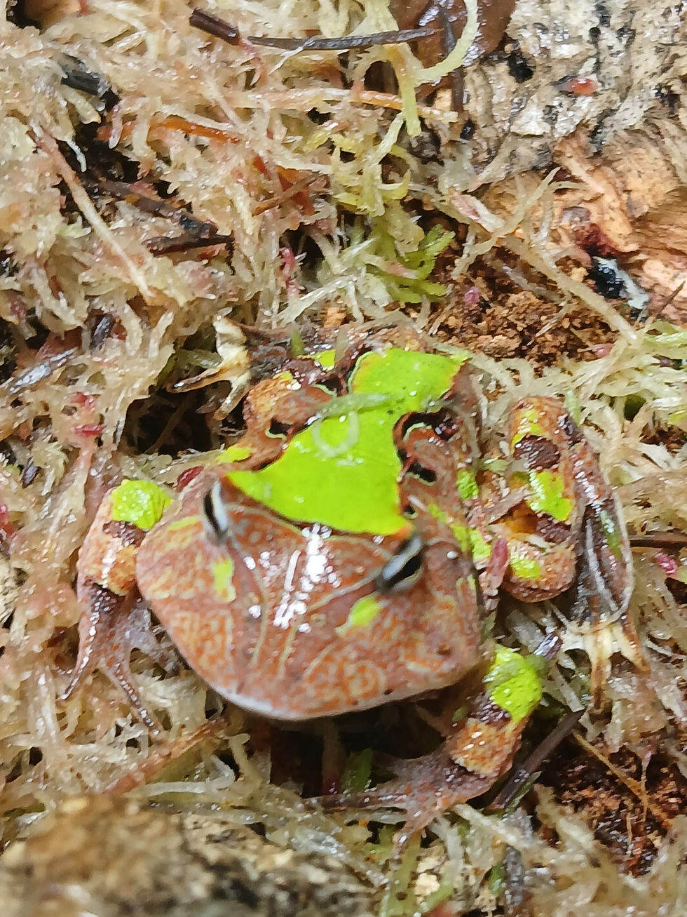 Thumbnail: Green Surinam Horned Frog