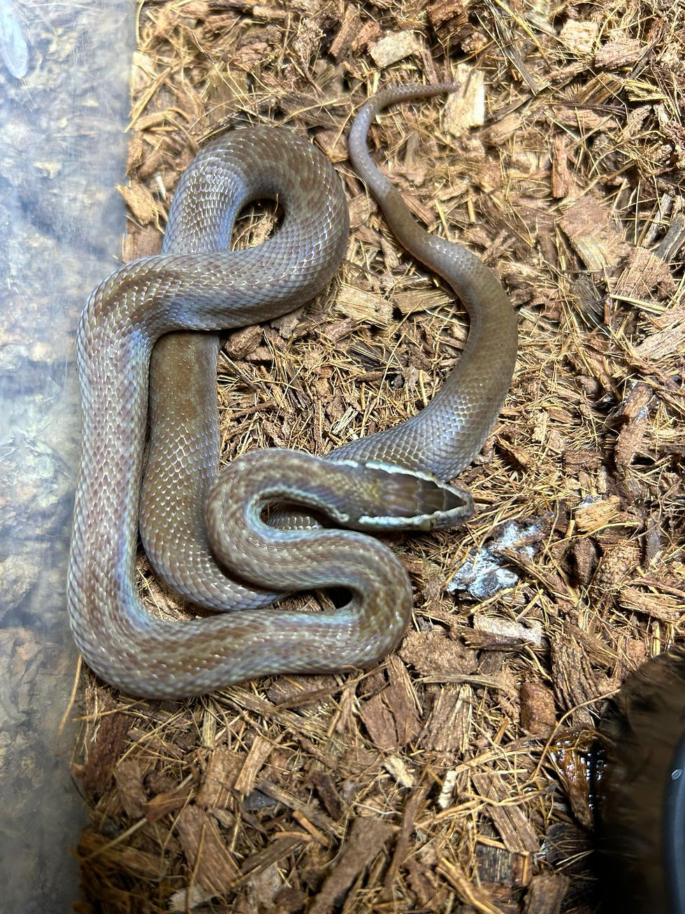 Snakes | Birmingham Reptiles and Pets | England 2/3