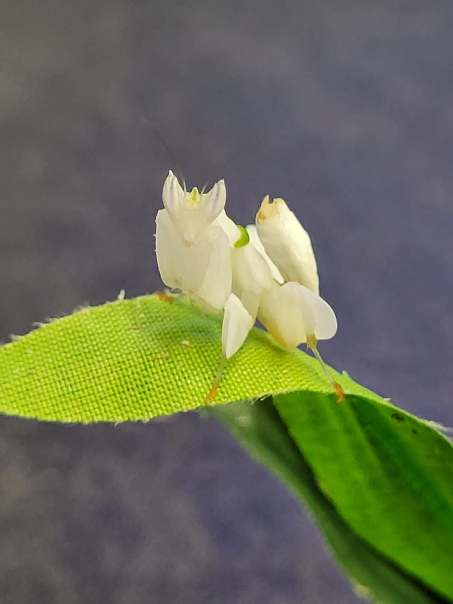 Orchid Preying Mantis