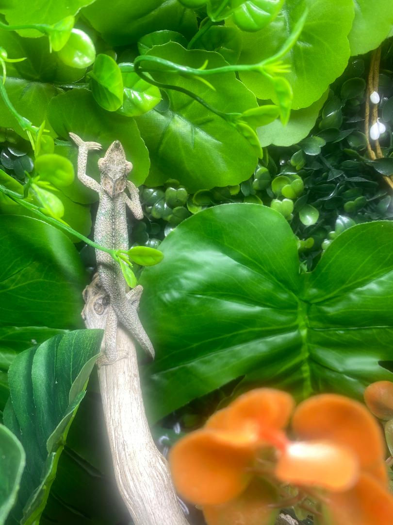 Thumbnail: Von Hoehnels Chameleon