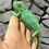 Thumbnail: Male Yemen Chameleon