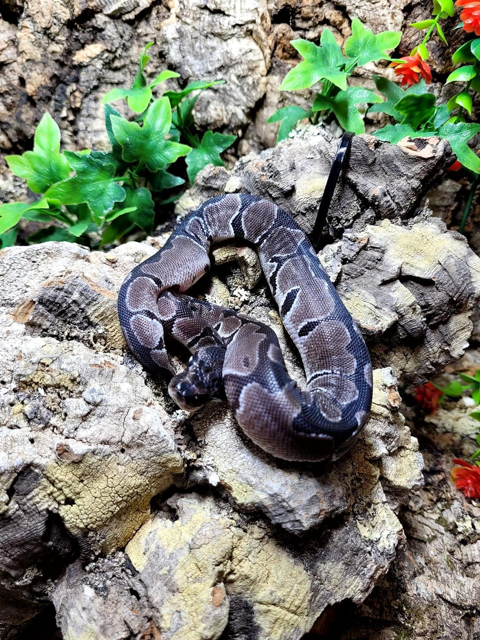 Thumbnail: Axanthic  Royal Python