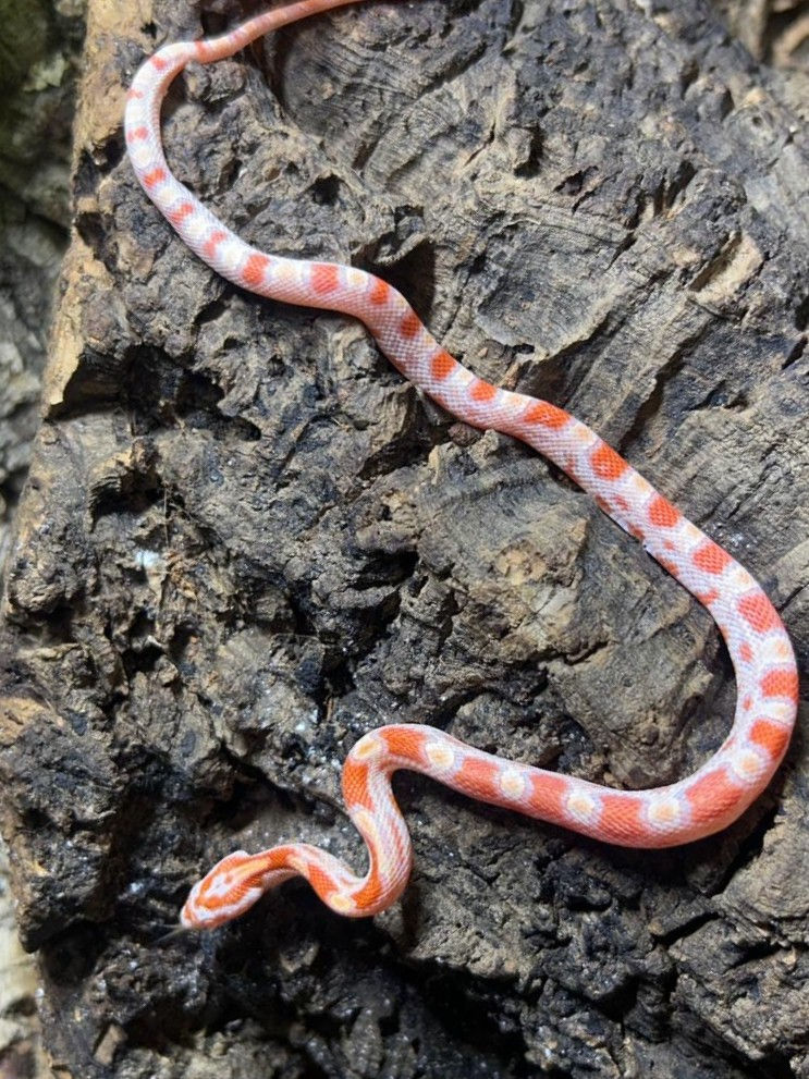Thumbnail: Amel Corn Snake
