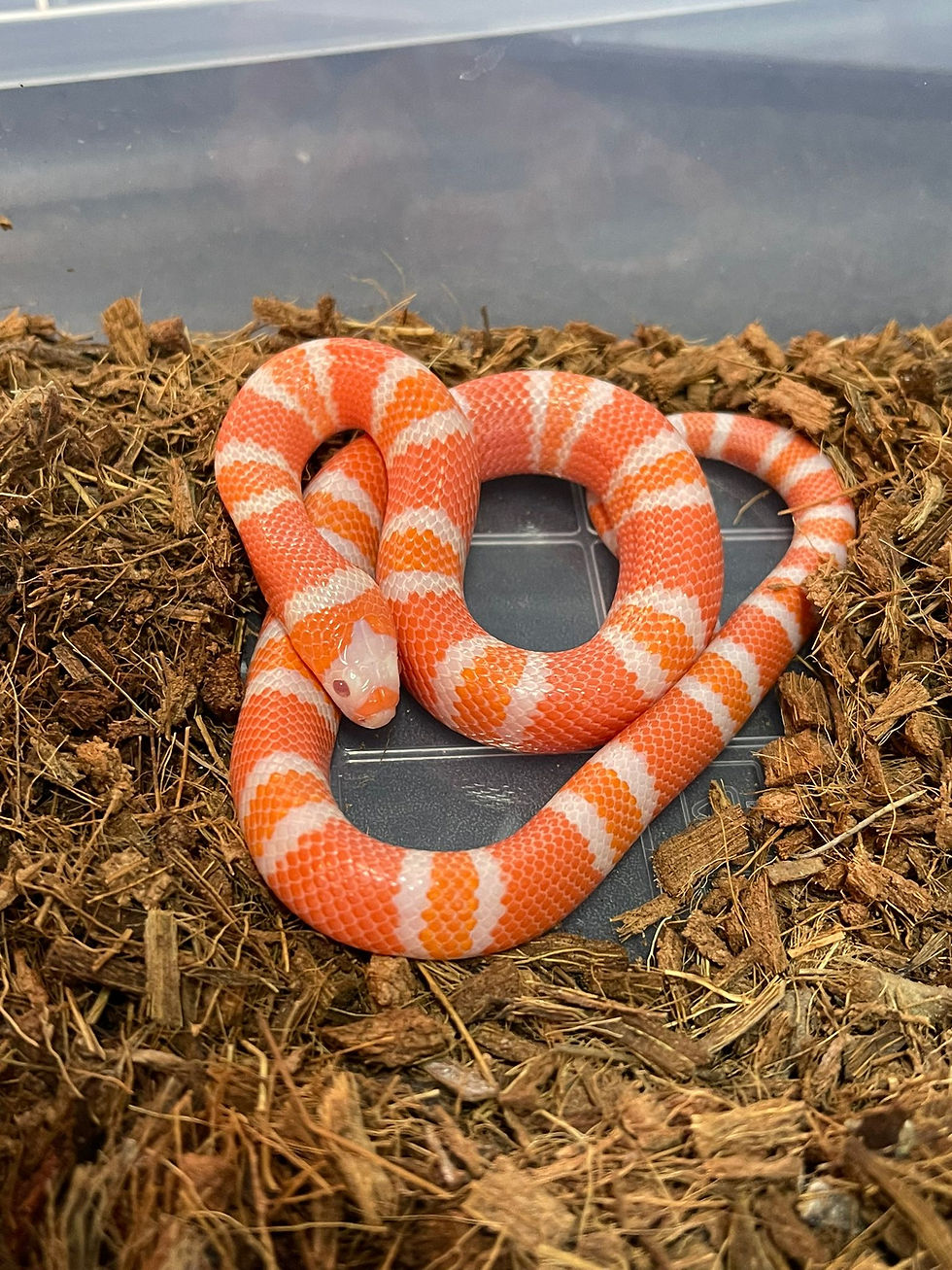 Thumbnail: Albino Tangerine Honduran Milk Snake