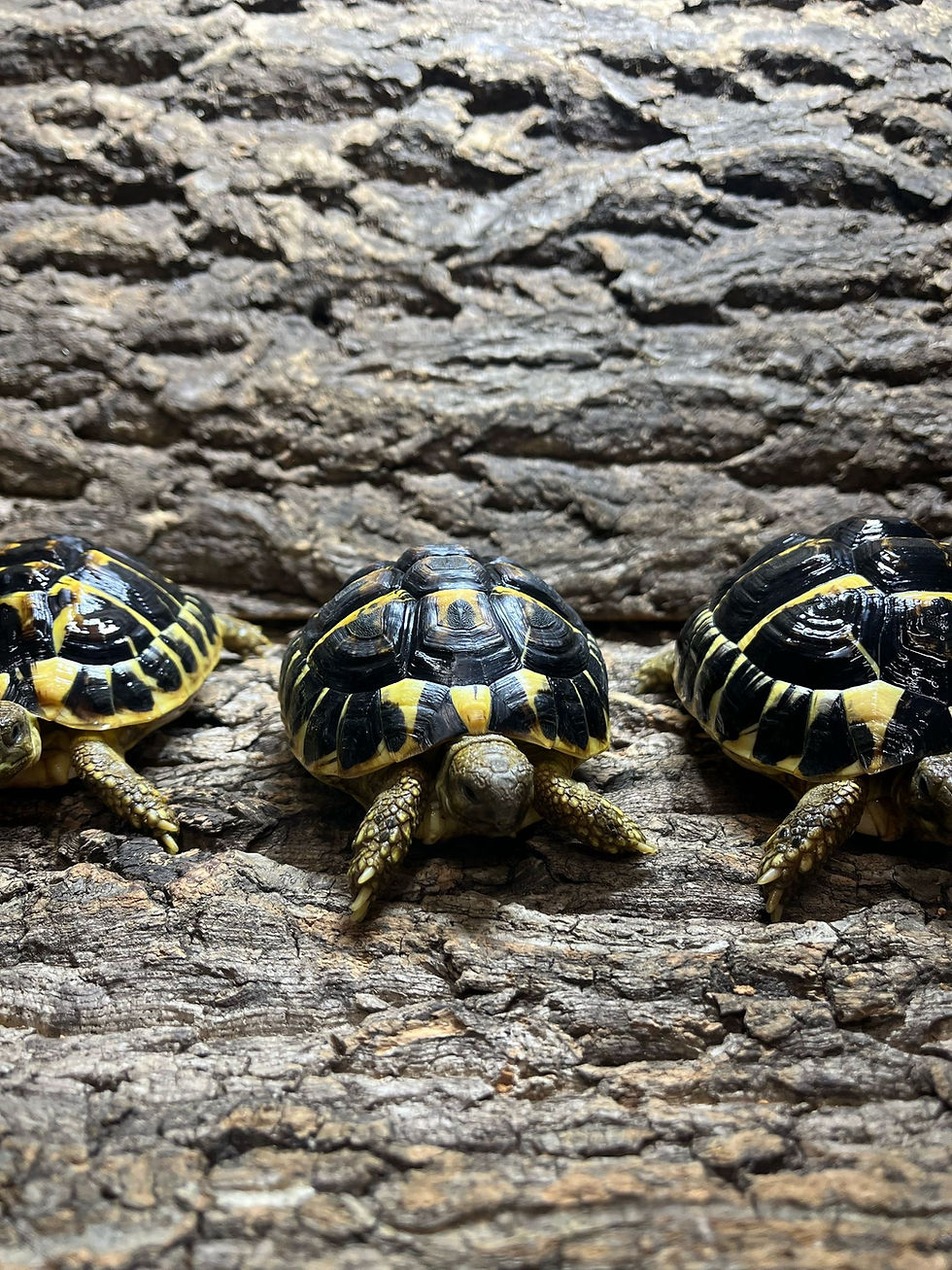 Thumbnail: Western Dwarf Hermann's Tortoise