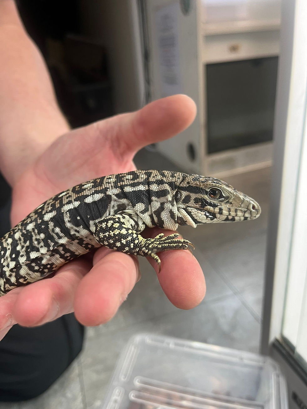 Thumbnail: Black and White x Red Tegu (Fee Shipping overe £750)