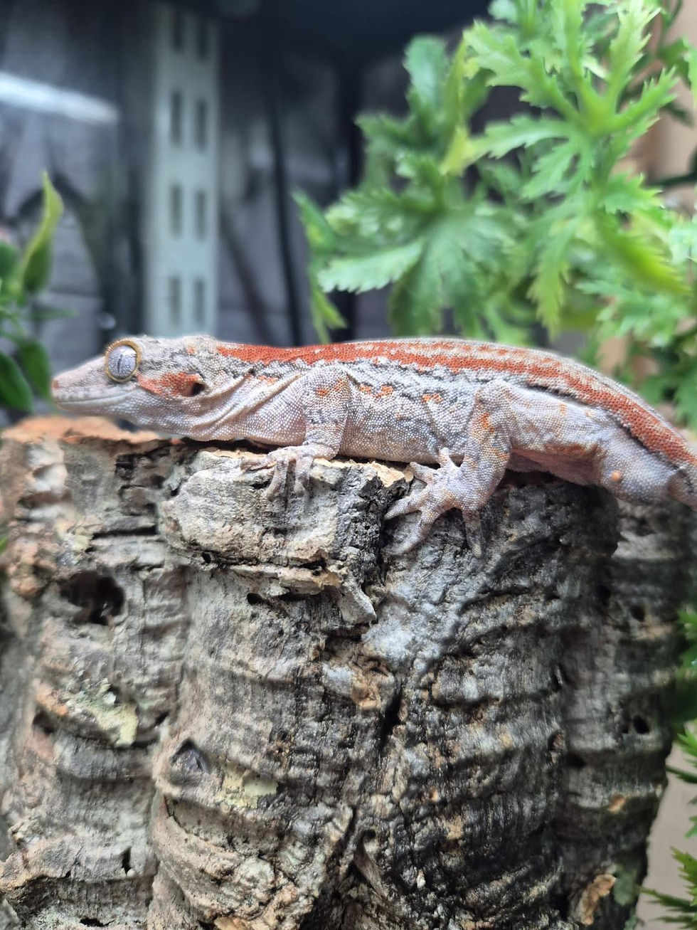 Thumbnail: Red Striped Gargoyle Gecko