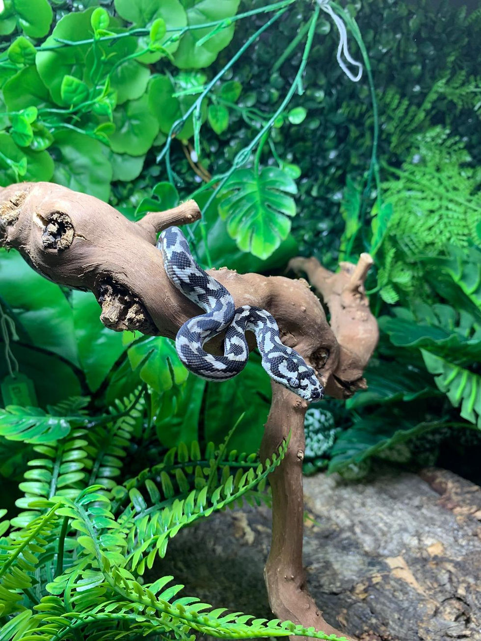 Thumbnail: Axanthic het Granite Carpet Python