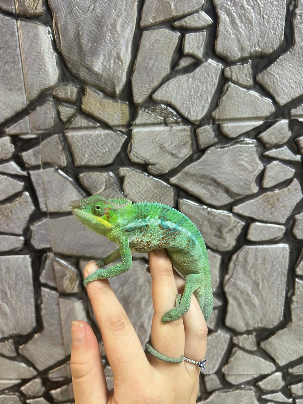 Thumbnail: True Ambanja Panther Chameleon