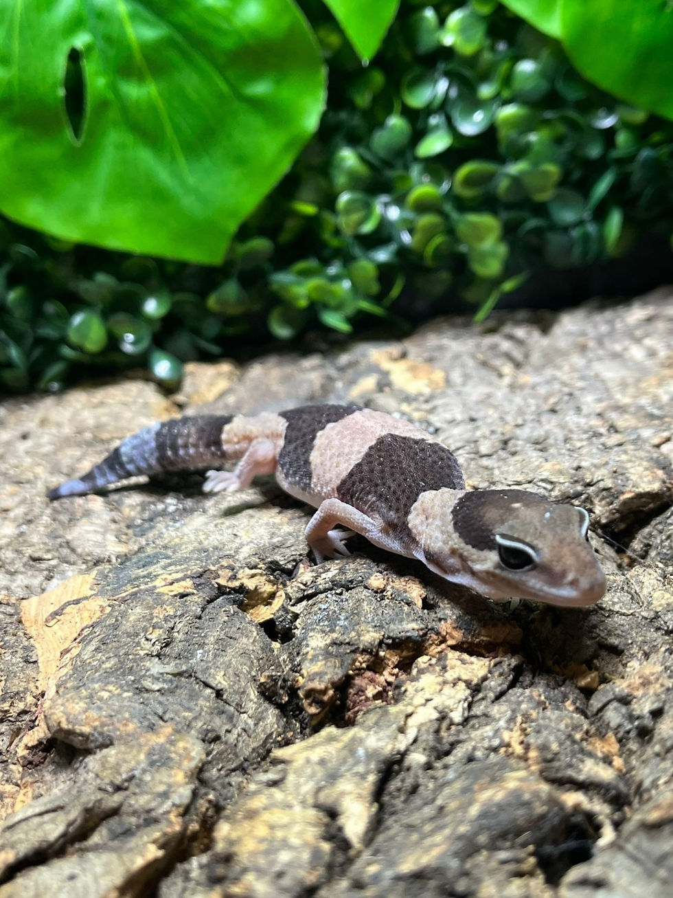 Thumbnail: Normal Fat Tail Gecko