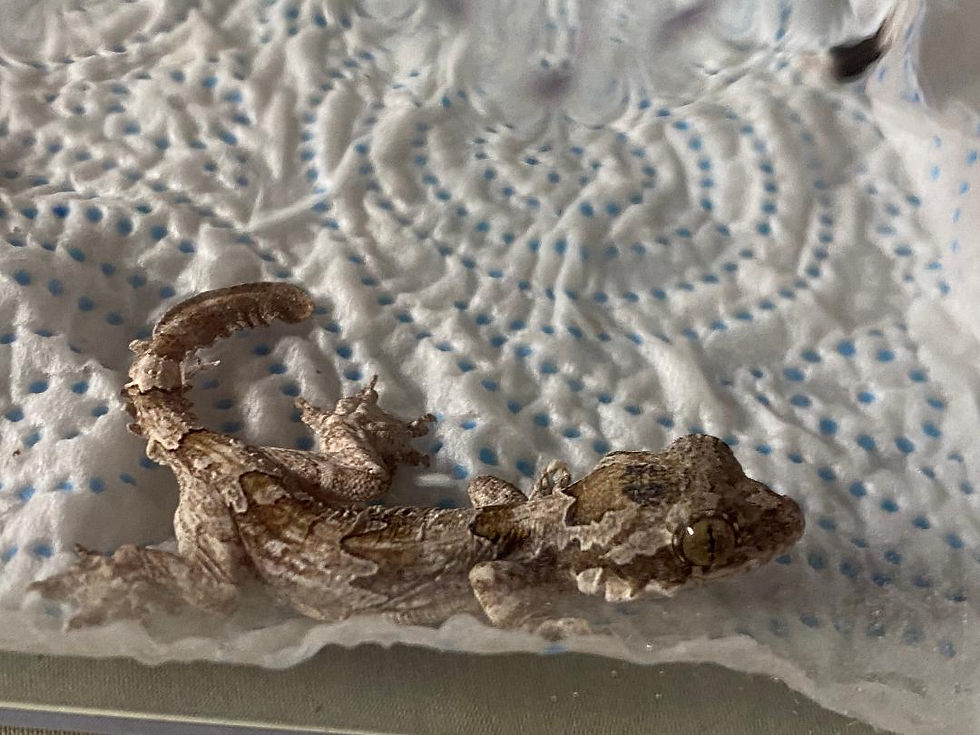 Thumbnail: Flying Geckos