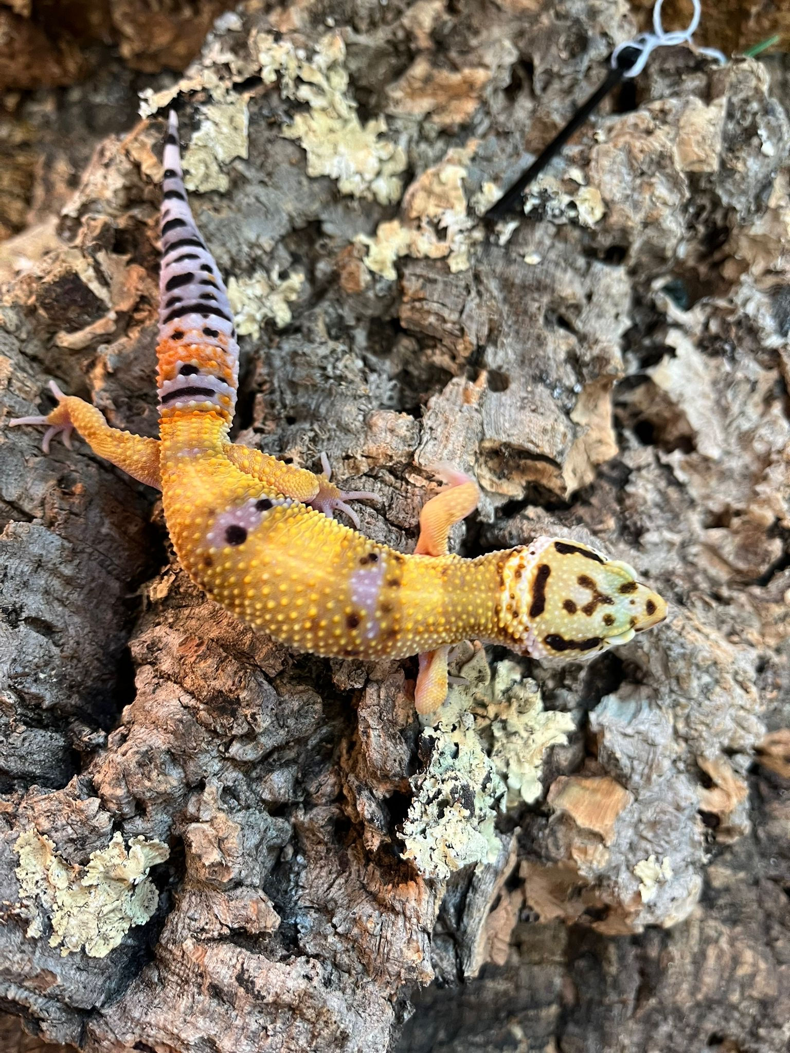 Hypo Carrot Tail Leopard Gecko