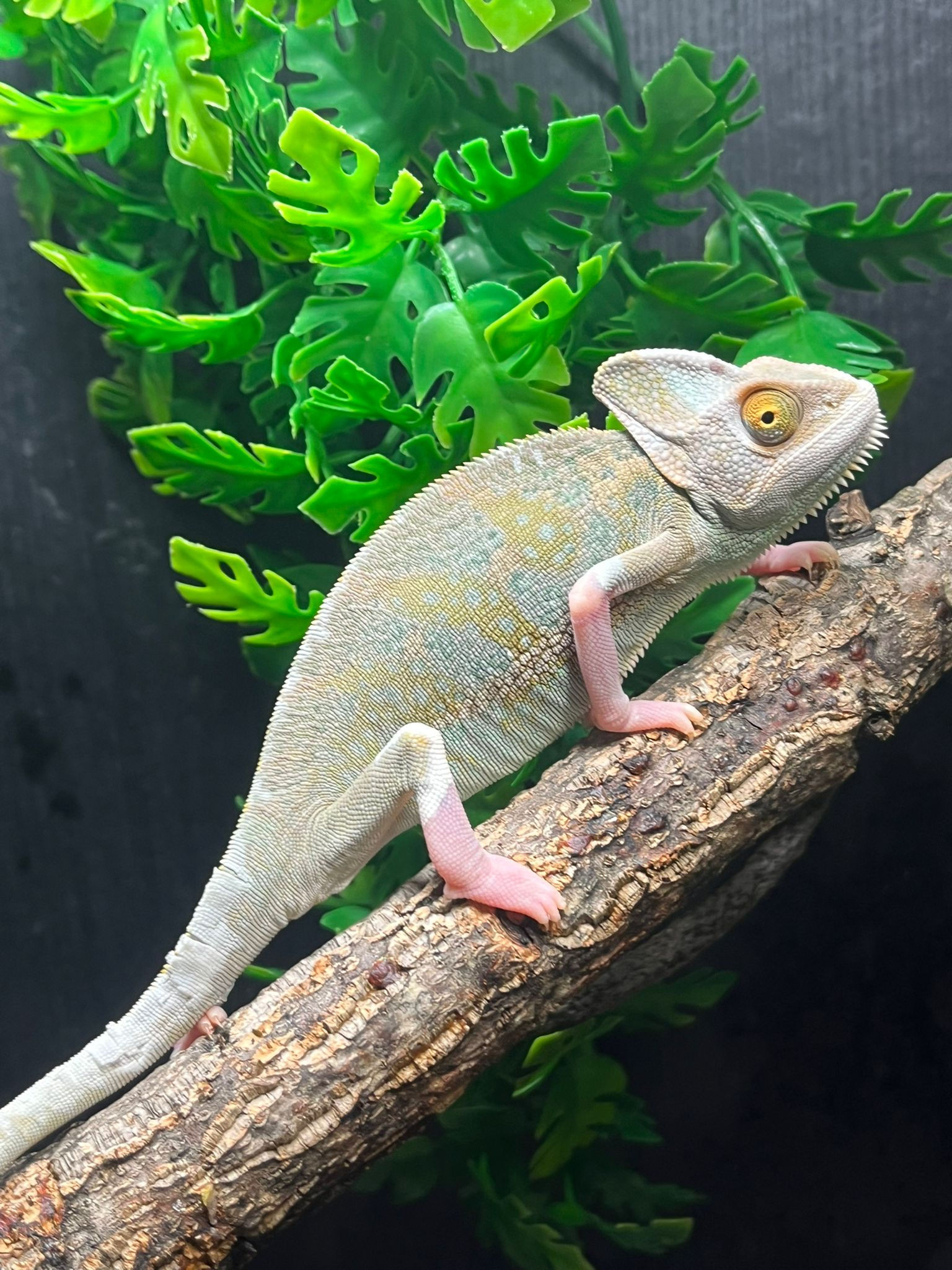 Male Pied Yemen Chameleon (Free Shipping over £750.00)