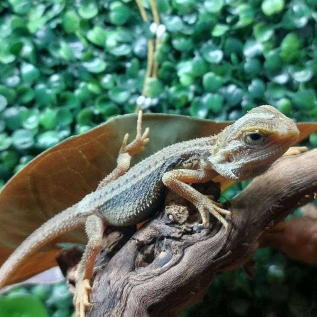 Thunderbolt Bearded Dragon