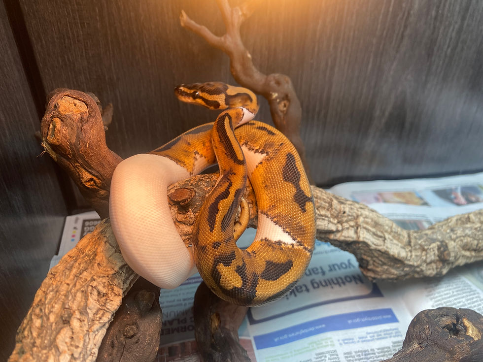 Thumbnail: Pied Royal Python (2)