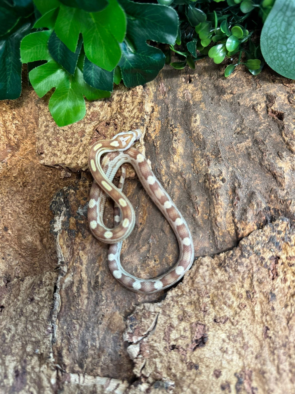 Thumbnail: Butter Motley Corn Snake