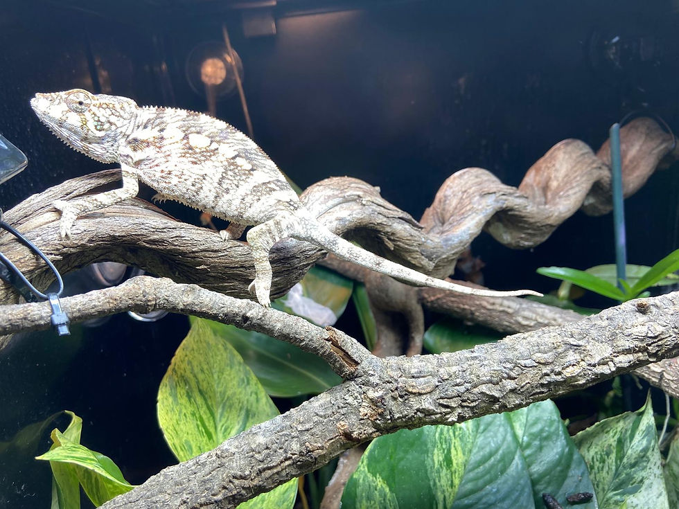 Thumbnail: Red Ambanja Panther Chameleon Female