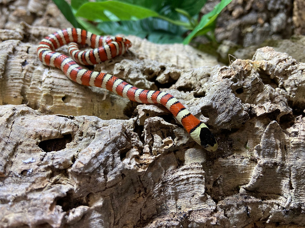 Thumbnail: Arizona Mountain King Snake