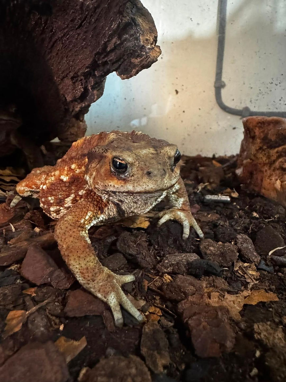 Thumbnail: Miyako Toads