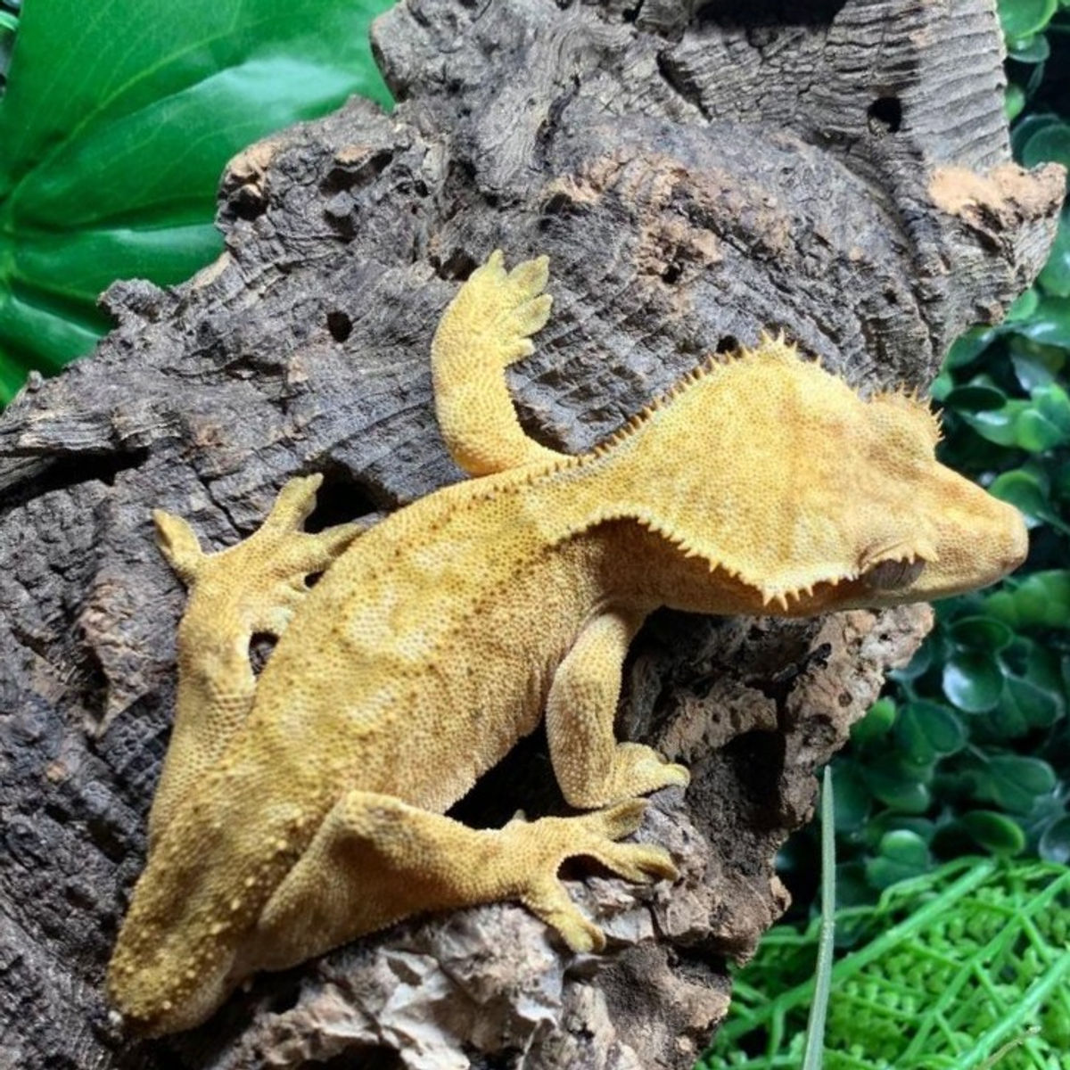 Adult Male Yellow Crested Gecko (Missing Tail)