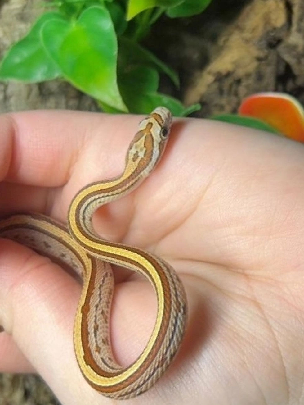 Thumbnail: Terrazzo Corn Snake