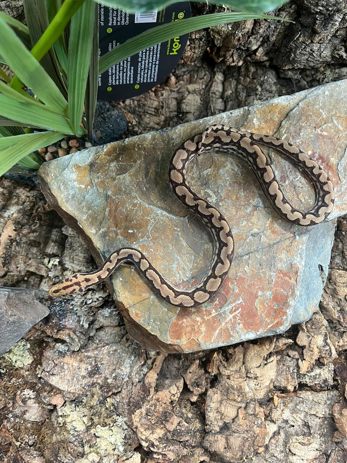 T+ Albino Columbian Rainbow Boa