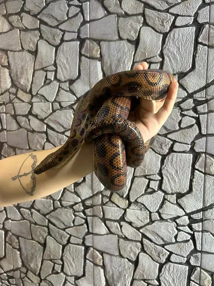 Thumbnail: Adult Male Brazilian Rainbow Boa