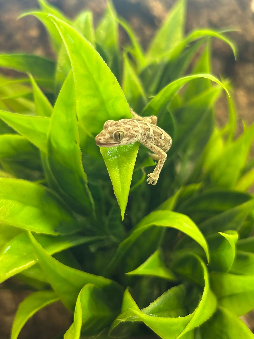 Thumbnail: Viper Gecko