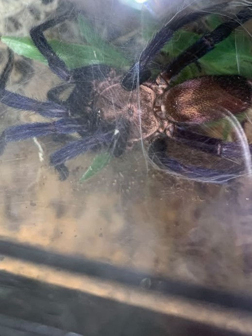 Columbian Curtain Web Spider including setup
