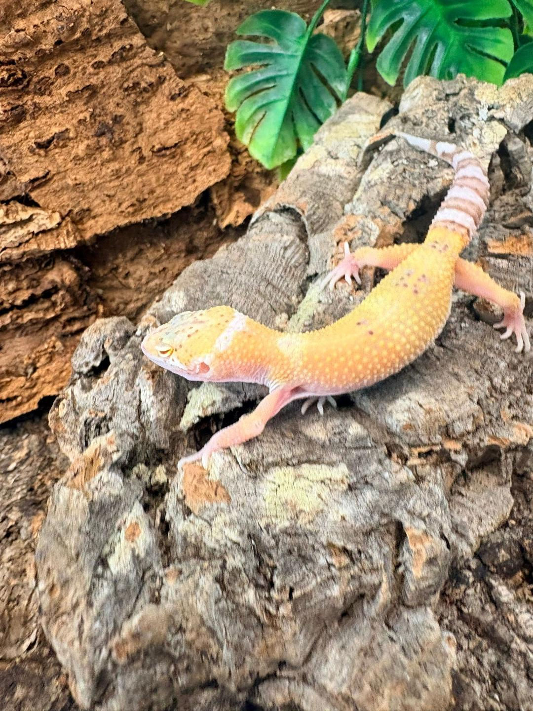 Jungle Designer Leopard Gecko
