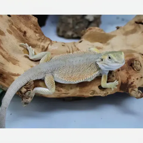 Bearded Dragons Witblitz