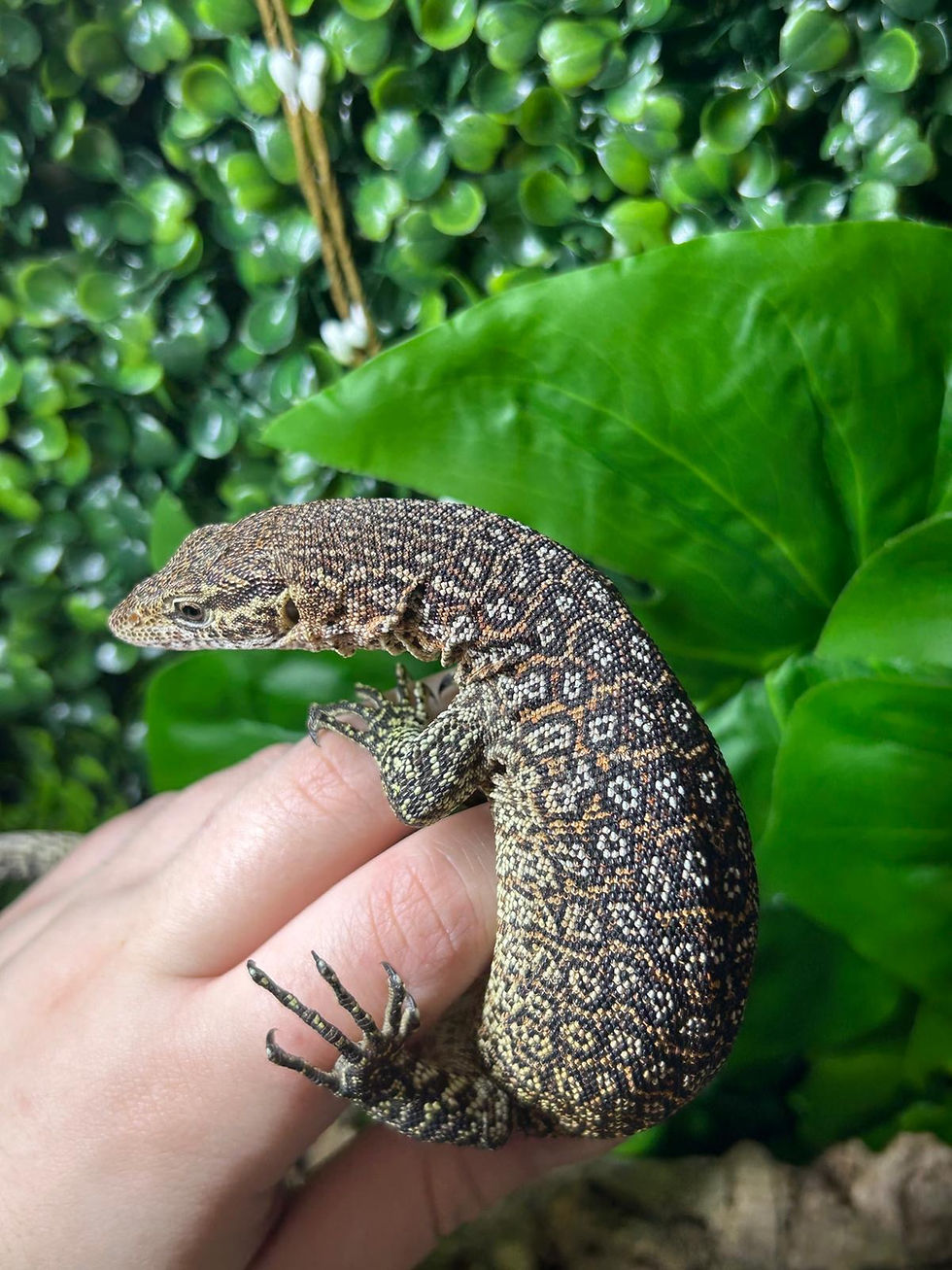 Thumbnail: Peacock Monitor (Free Shipping over £750)