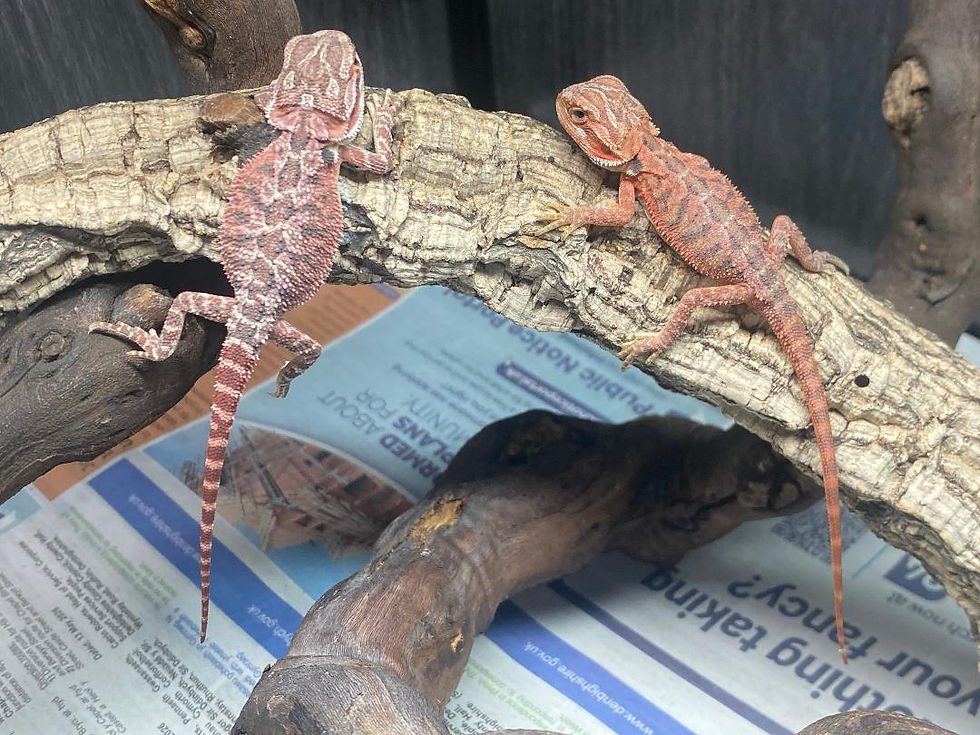 Thumbnail: Red Monster  Bearded Dragons