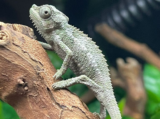 Reptile Myths Debunked: Separating Fact from Fiction