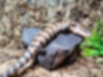 Thumbnail: Merauke Blue Tongue Skink (Free Shipping over £750)