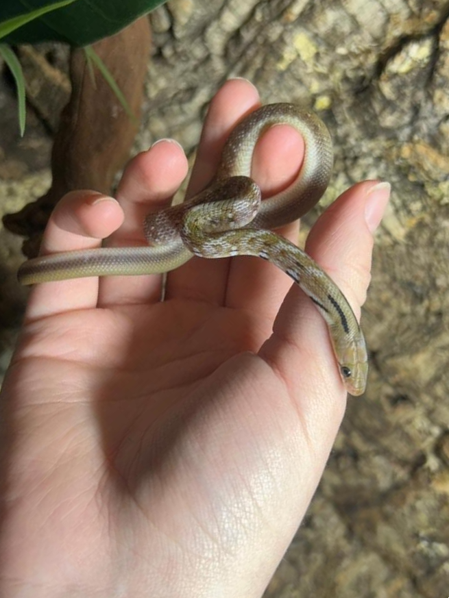 Thumbnail: Trinket Snake