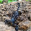 Thumbnail: Asian Blue Forest Scorpion (Javanimetrus Cyaneus)Scorpion