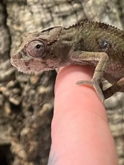 Blue Bar Ambilobe Panther Chameleon (Free Shipping over £750)