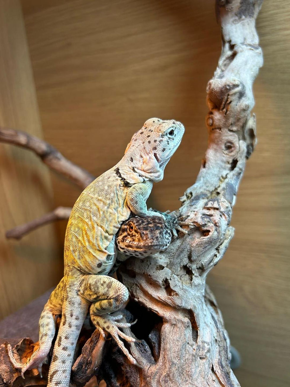 Thumbnail: Adult Female Proven Collared Lizard